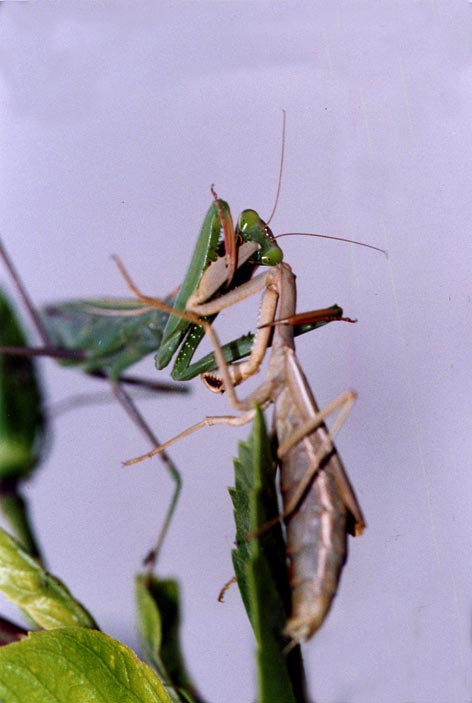 Galleria di insetti predatori e loro prede